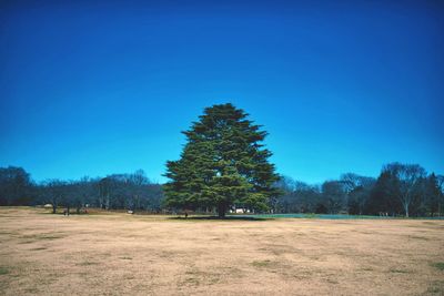 Trees in park against blue sky