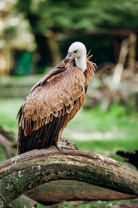 Close-up of eagle perching on branch