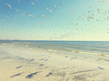 Flock of birds on beach against sky