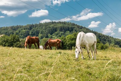 Cows grazing in a field