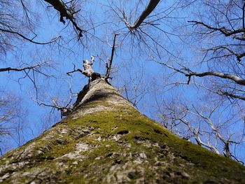 Low angle view of bird perching on tree