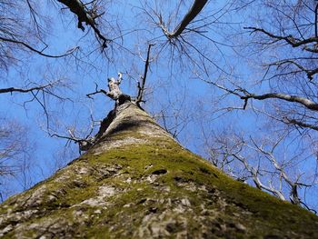 Low angle view of bird perching on tree