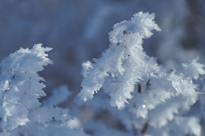 Close-up of frozen tree against sky