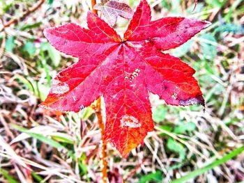 Close-up of maple leaf during autumn