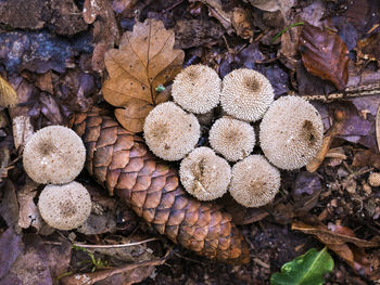 Close-up of pine cone