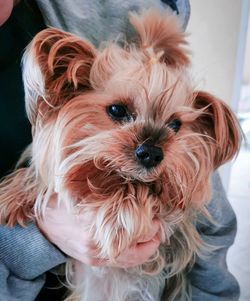 Portrait of cute dog