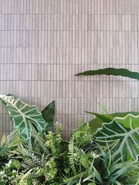 Artifical green plants with textured brick wall