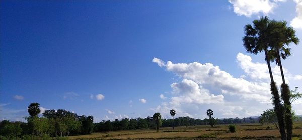 Low angle view of palm trees on field against sky