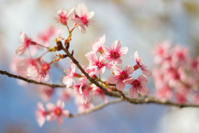 Close-up of pink flowers on tree