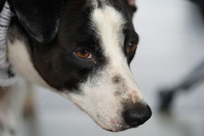 Close-up portrait of dog