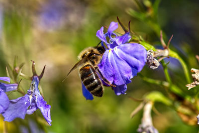 Close-up of bee pollinating on purple flower