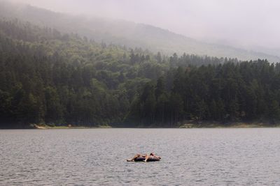 View of swan in lake against trees