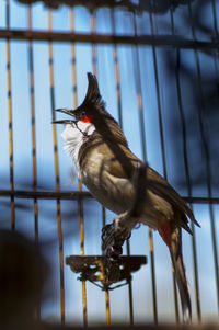 Close-up of bird perching on railing