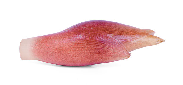 Close-up of a shell over white background