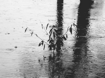 High angle view of bird in lake