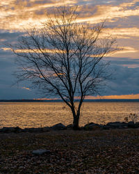 Bare tree by sea against sky during sunset