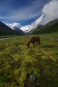 Horse grazing in a field