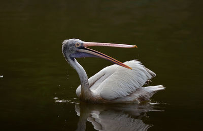 Pelican swimming on lake