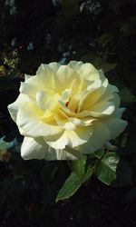 Close-up of white rose