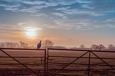 Scenic view of landscape against sky during sunset