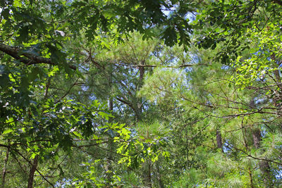 View of trees in forest