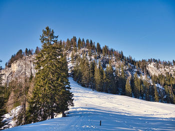 Snow covered pine trees against sky