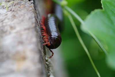 Close-up of insect on tree trunk