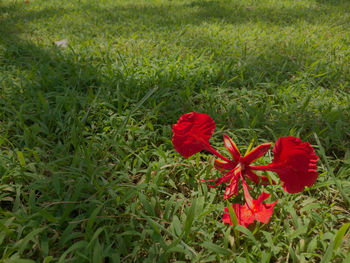 Close-up of red flower blooming on field