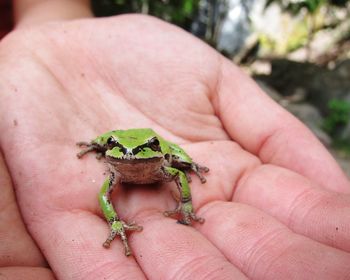 Close-up of hand holding lizard