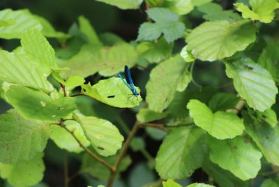 Close-up of insect on leaf