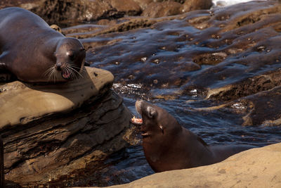 High angle view of sea lion on rock