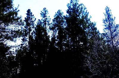 Low angle view of trees against sky