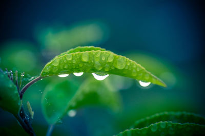 Close-up of wet plant