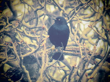 Close-up of bird perching on branch