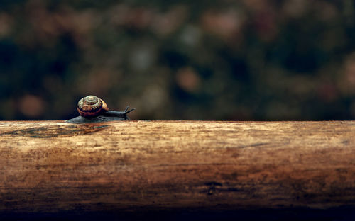 Close-up of snail on wood