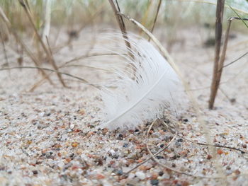 Close-up of feather on field