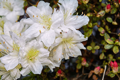 Close-up of flowers