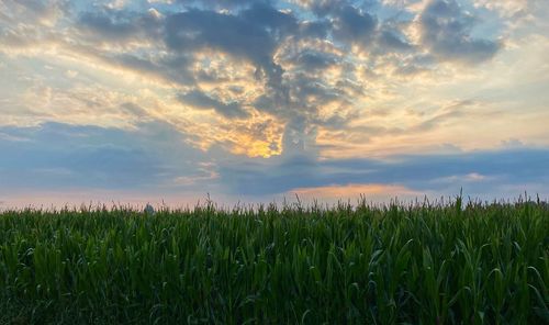 Crops growing on field against sky during sunrise
