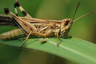 Close-up of insect