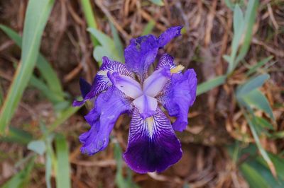 Close-up of purple flowers