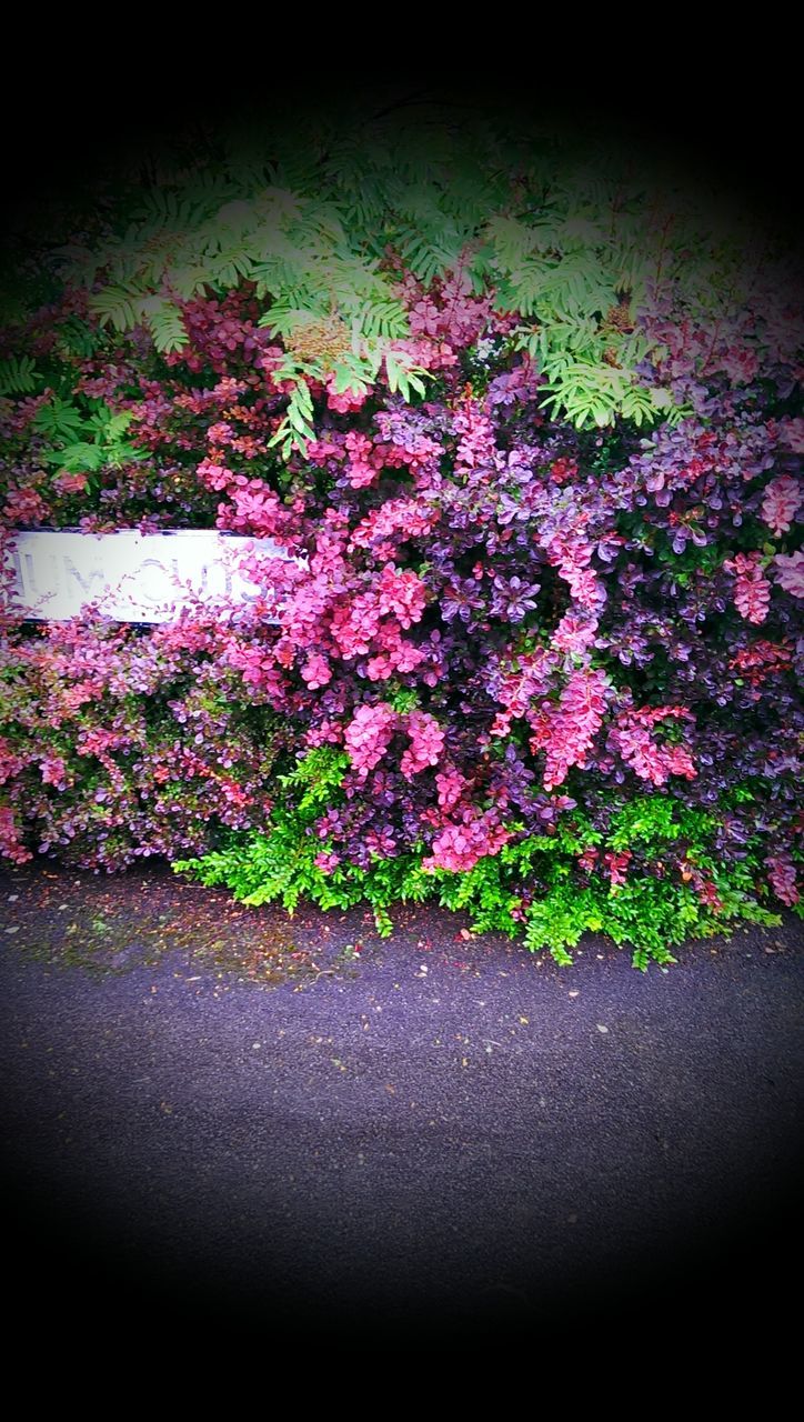 flower, freshness, fragility, petal, growth, pink color, beauty in nature, blooming, plant, nature, in bloom, flower head, blossom, high angle view, botany, springtime, outdoors, purple, day, no people