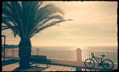 Palm tree by sea against sky