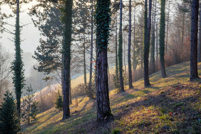 Trees in forest