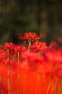 Close-up of red flowering plant