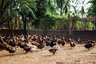 Flock of birds