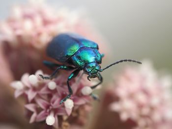 Close-up of insect on pink flower