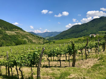 Scenic view of vineyard against sky