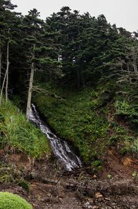 Scenic view of waterfall in forest