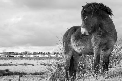 Horse standing on field against sky