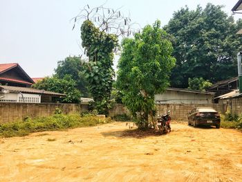 Trees and plants growing outside house by road against sky